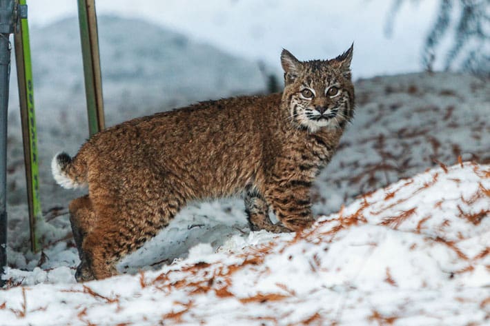 Whistler fauna, bobcat.