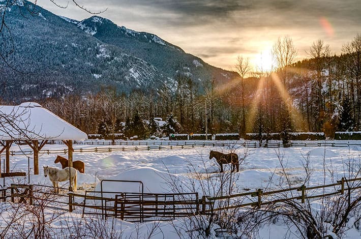 Pemberton, ranch, horses at sunset, winter.
