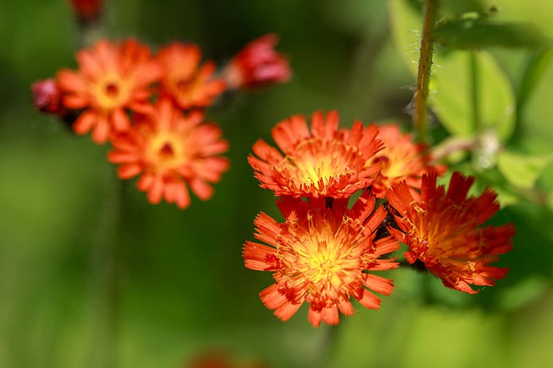 whistler summer flora