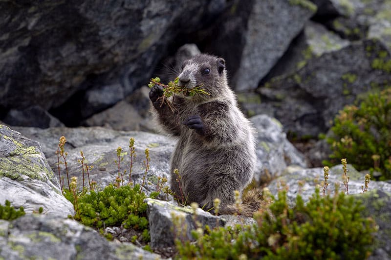 Whistler Blackcomb, skiing, snowboarding.