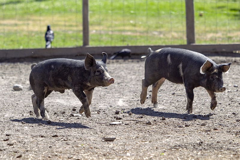 Winter in Pemberton, dining. 