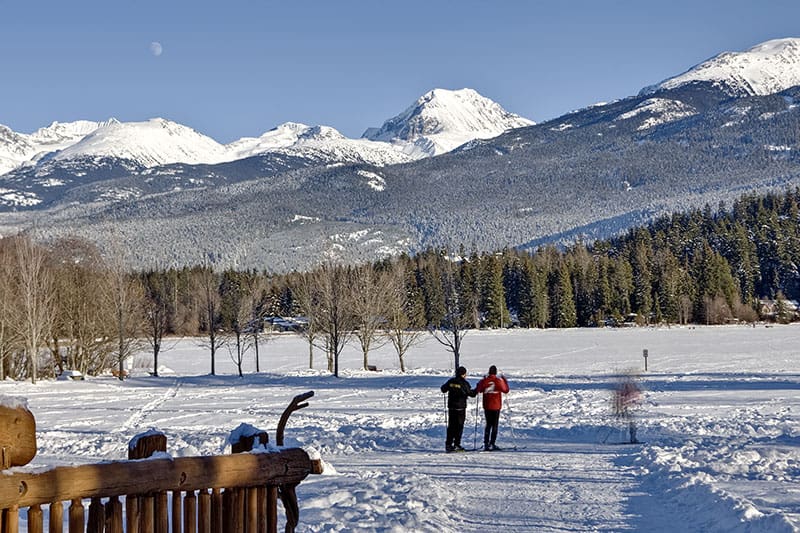 Whistler Black Bear.