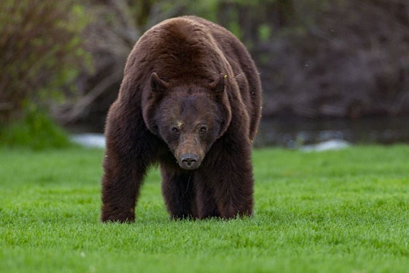 Whistler Black Bear.