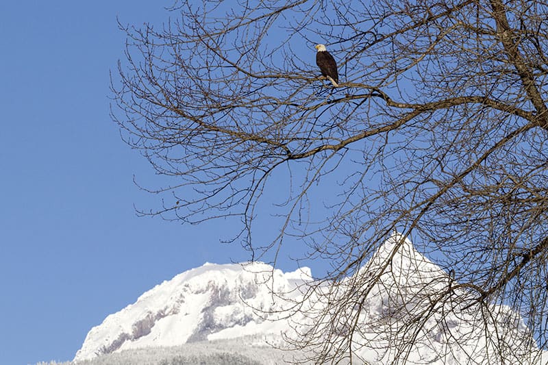 squamish eagle on a tree