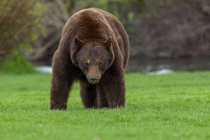 Whistler Black Bear.