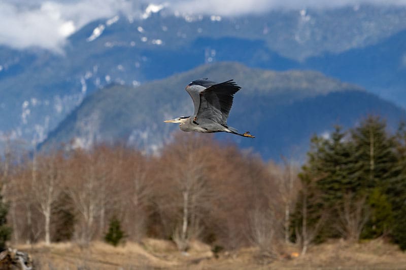 squamish