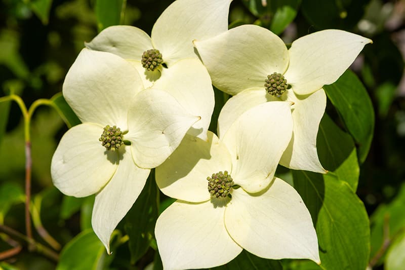 Pacific dogwood flower