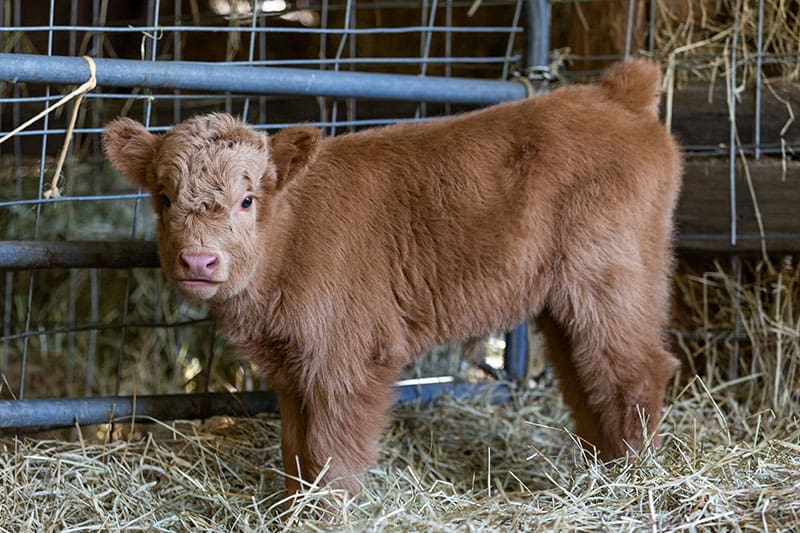 Pemberton Beer Farmers-Calf
