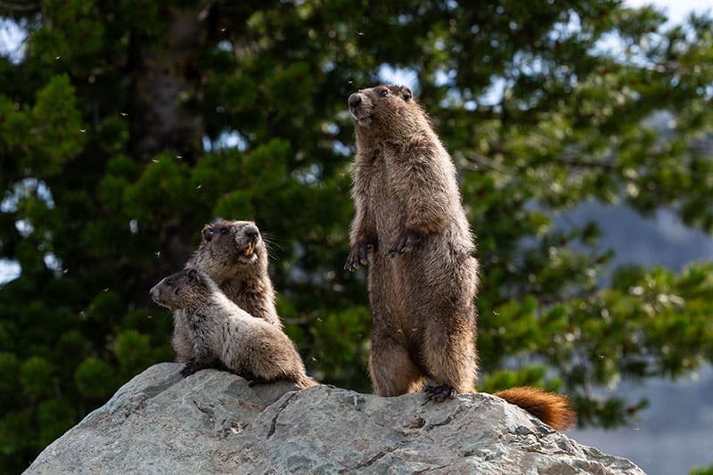 Marmot family