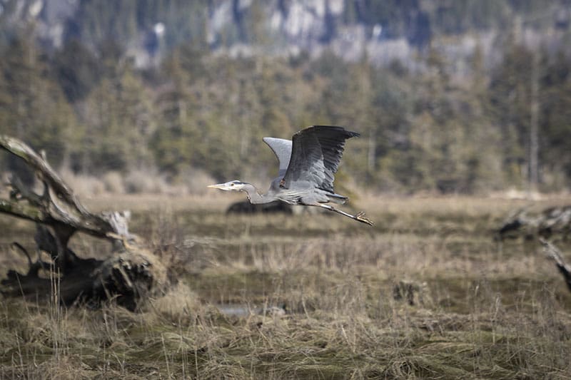 Squamish heron